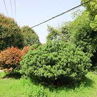 Image description